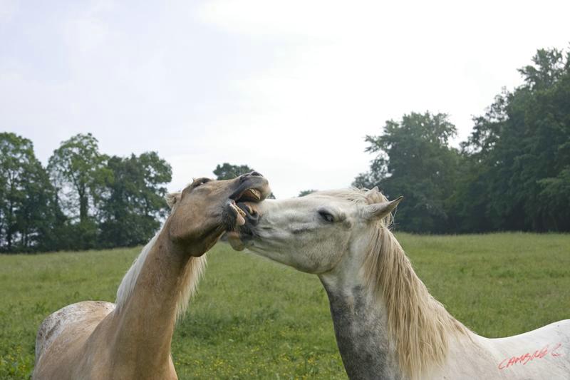 Cjp_2010_05_28_073940 (1).jpg